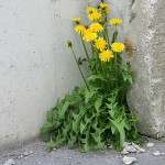 300px-Loewenzahn_pae